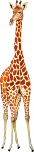 Høj giraf sammensat