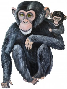 chimpanse unge